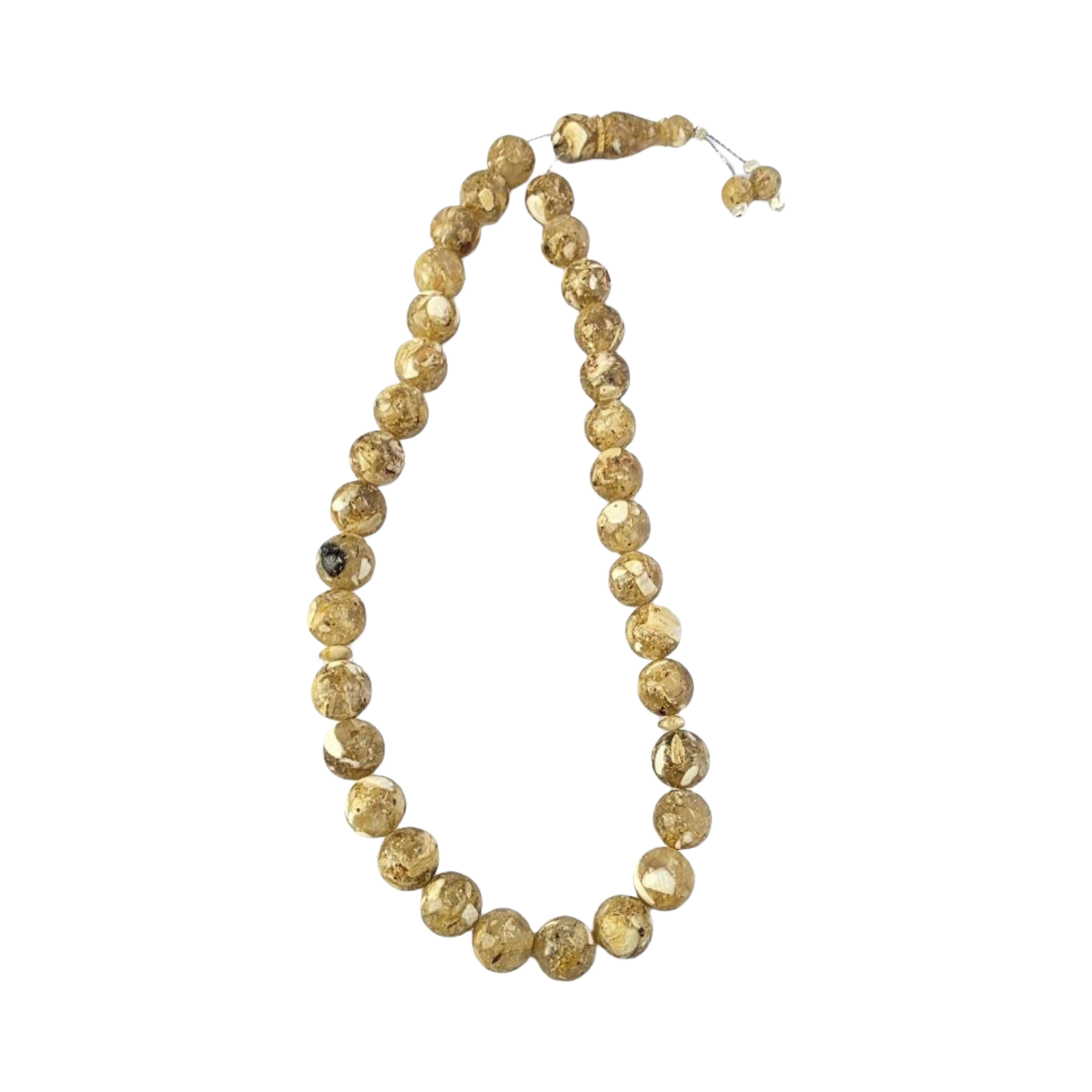 IMG_20260225_001459_694 African Lion Bone - Image 1